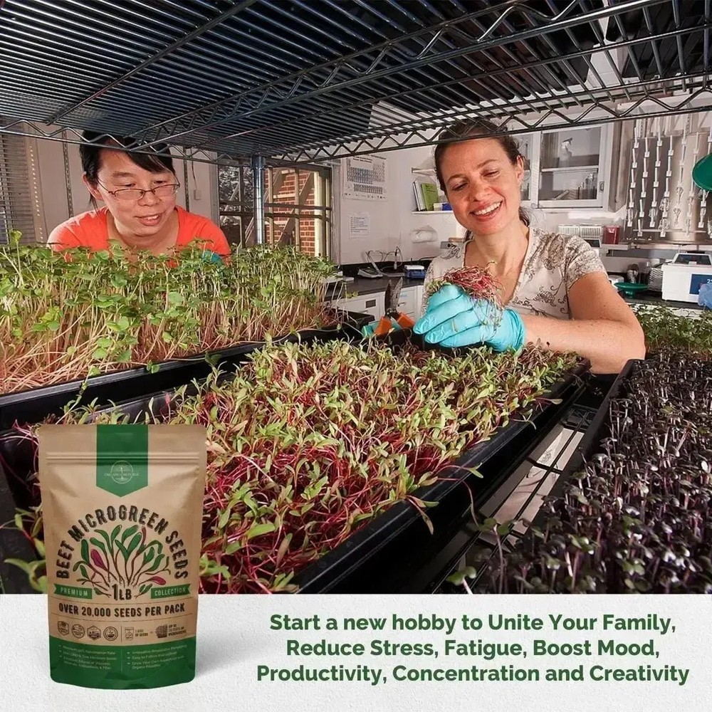 Beet Sprouting & Microgreens Seeds 1lb