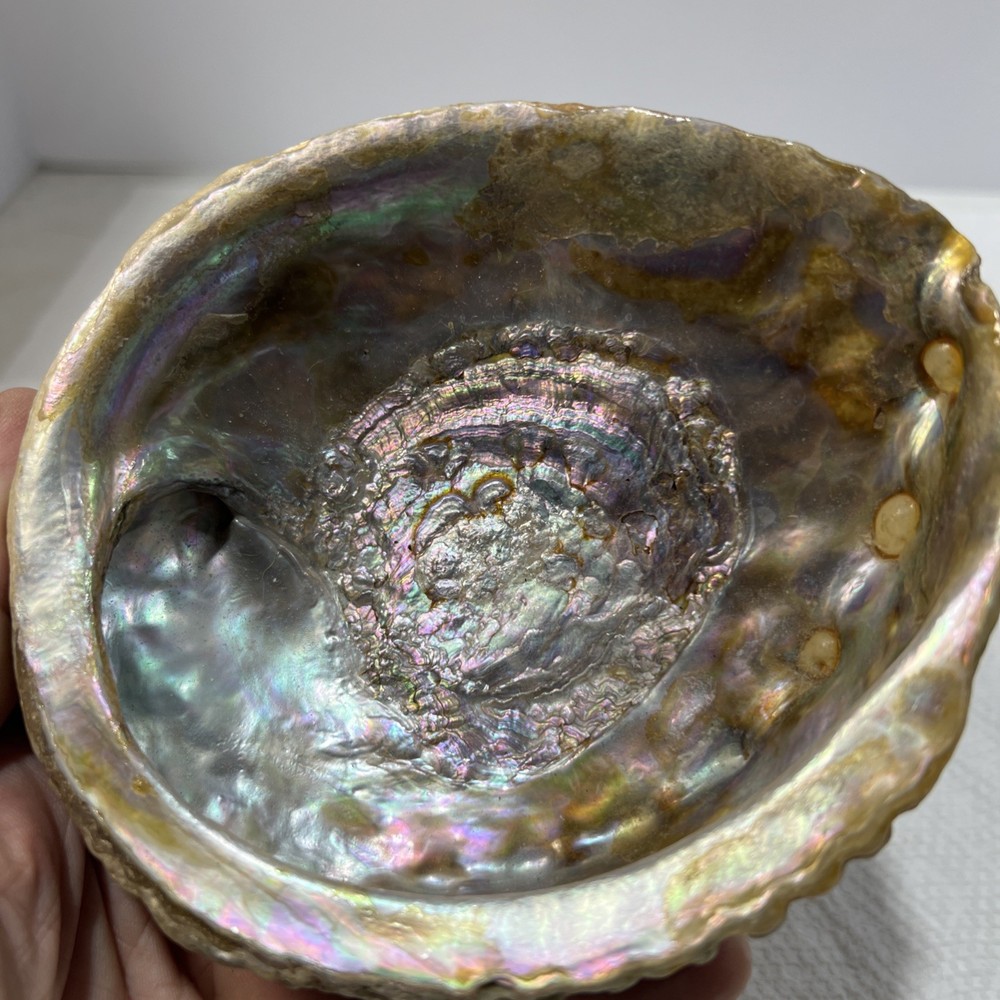Sea Shell Trinket Keeper Clam Shell B5