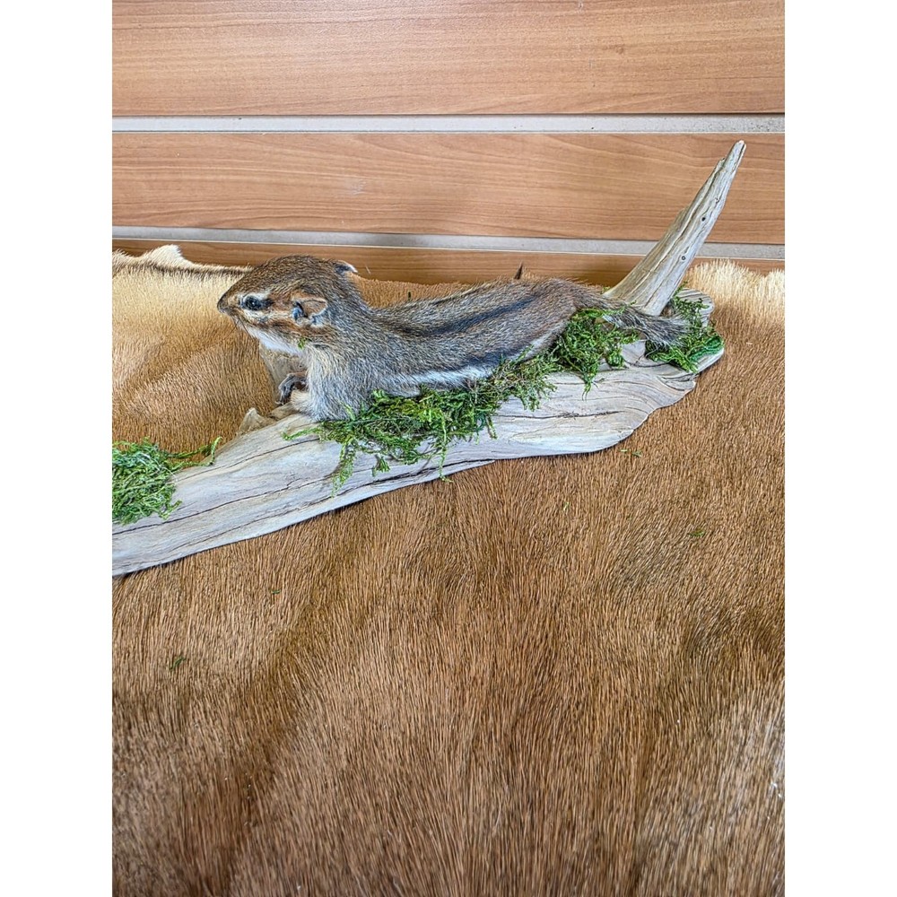 FHCK112 - Chipmunk Taxidermy Mount