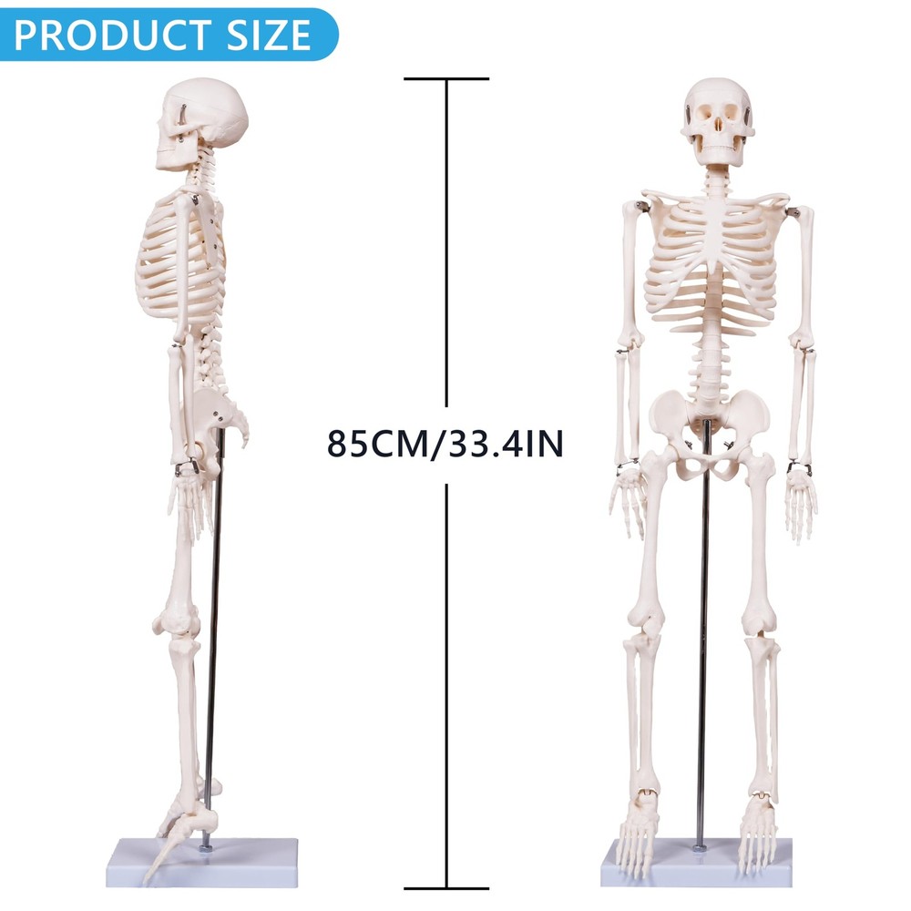 33.4" Human Skeleton Model with Stand, Removable Limbs, Anatomy Study Tool