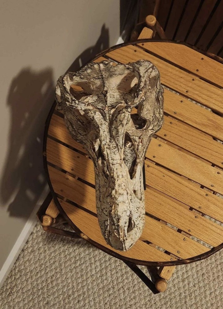 T-Rex Replica Skull