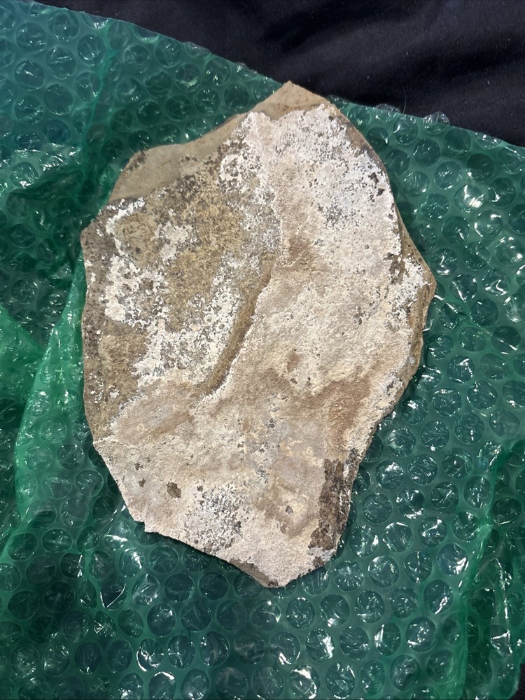 Partial Fossil Fish