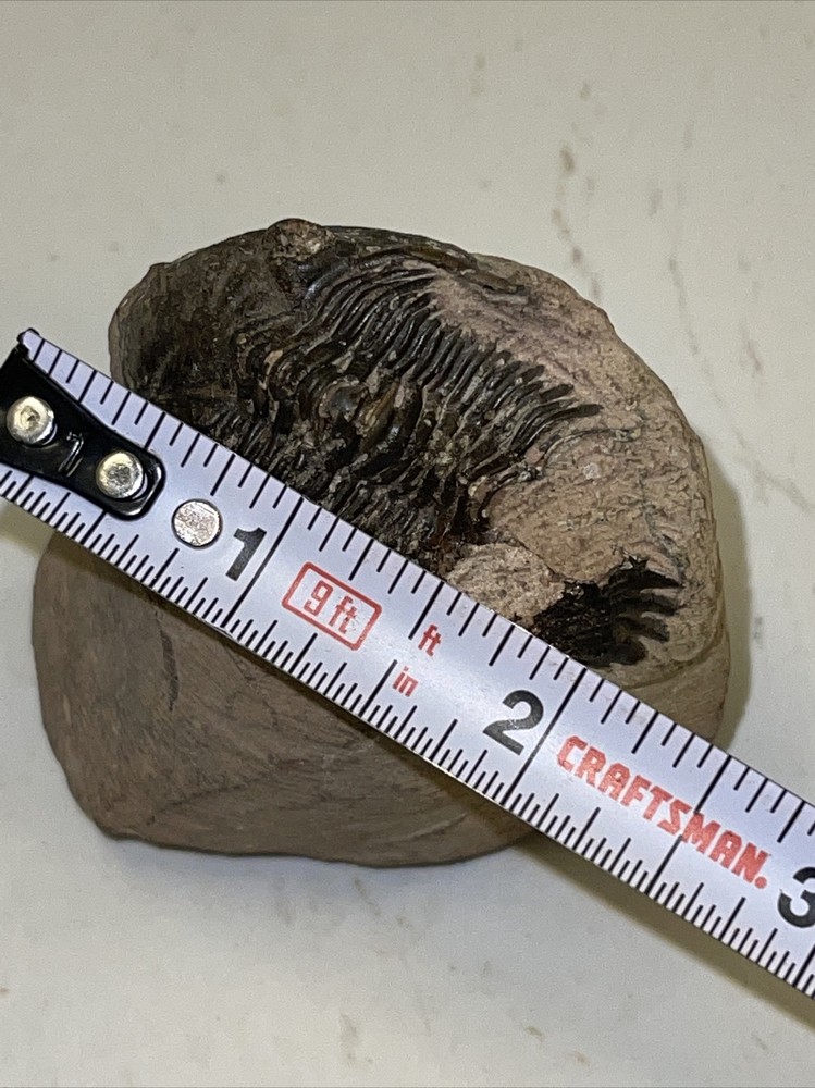 2.5 in) Trilobite