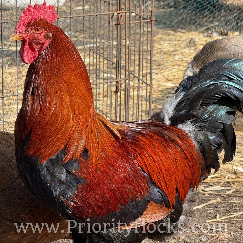 (12+) Welsummer Fertile Hatching Eggs NPIP