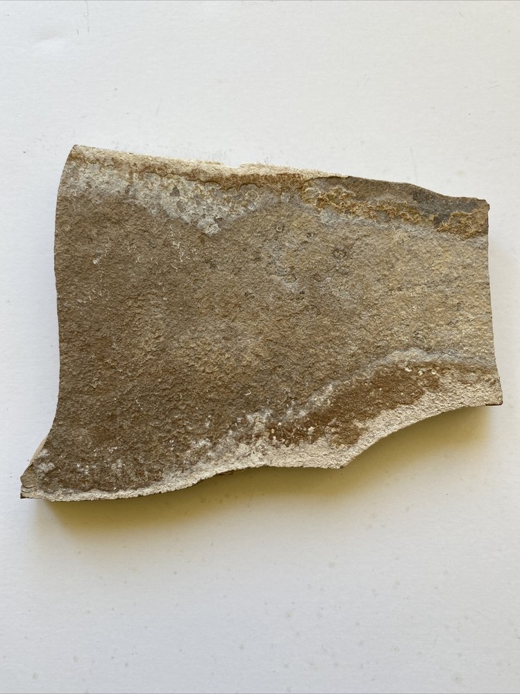 Fish Fossil - Unknown