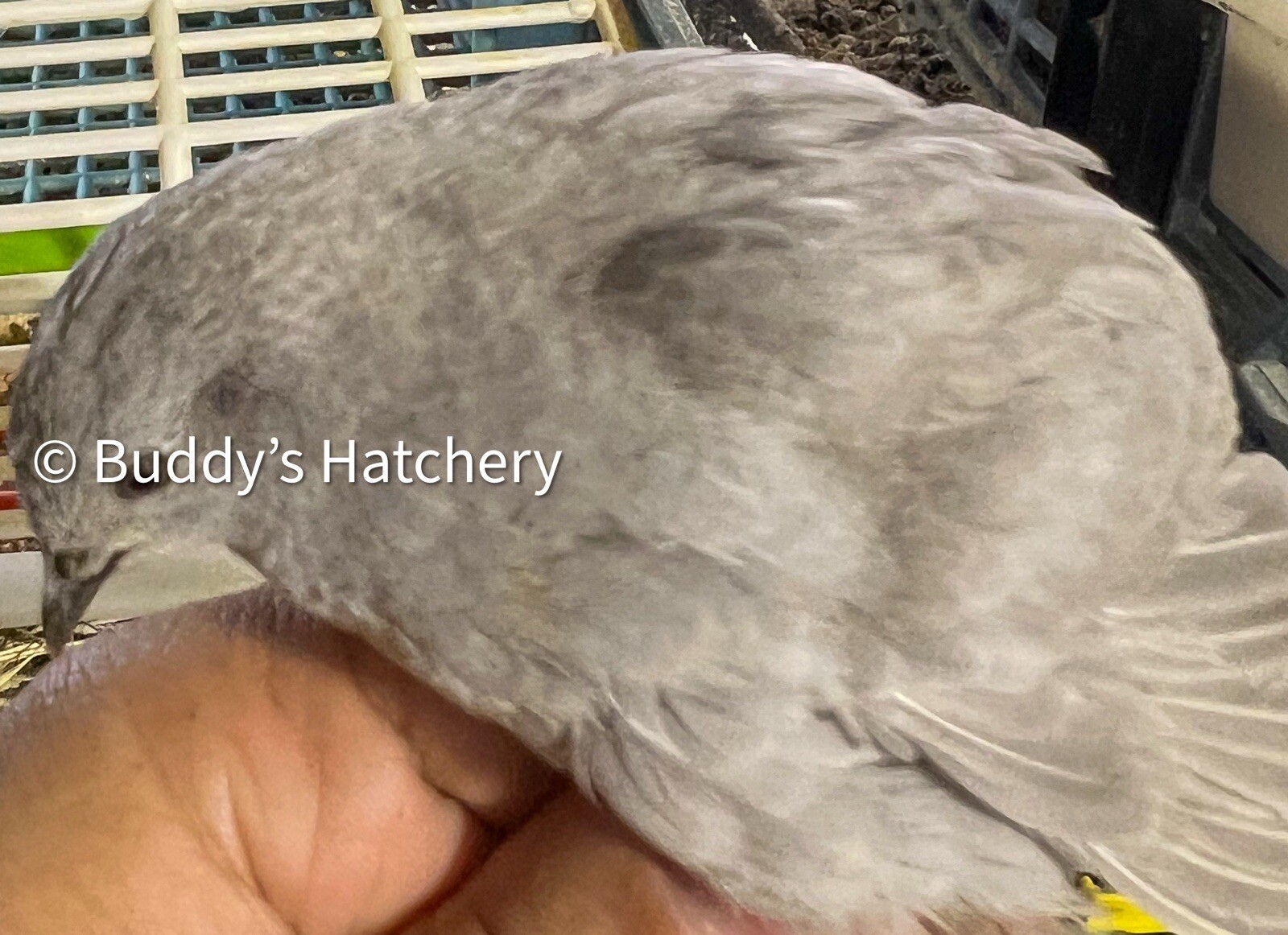 24 Button Quail Fertile Hatching Eggs Quail