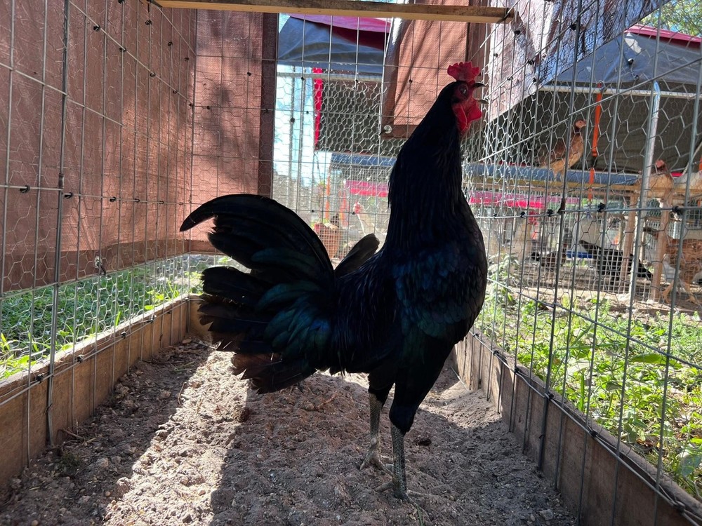 12 Plus Variety Hatching Eggs