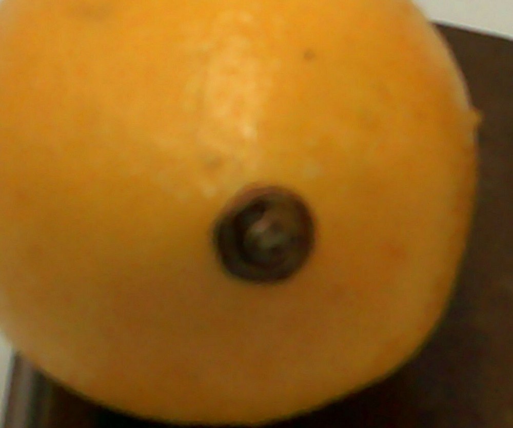 Artificial Lemon Plastic Fruit