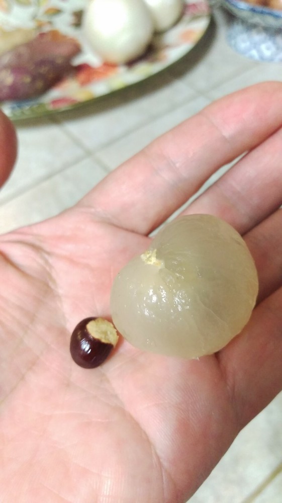 Longan Fruit Tree ( Kohala) Tropical Fruit Tree