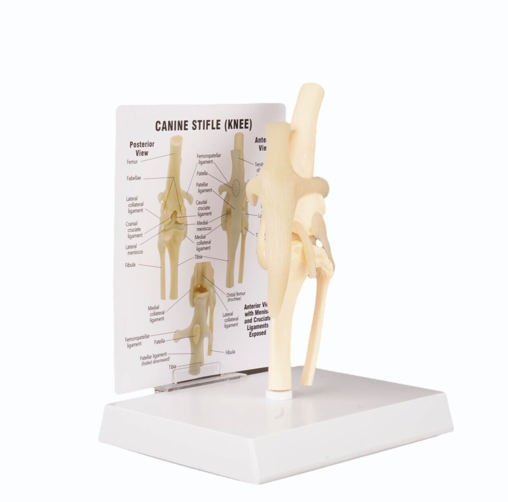 Dog Knee Joint Model Bone Animal Bone Specimen Veterinary Teaching Tools