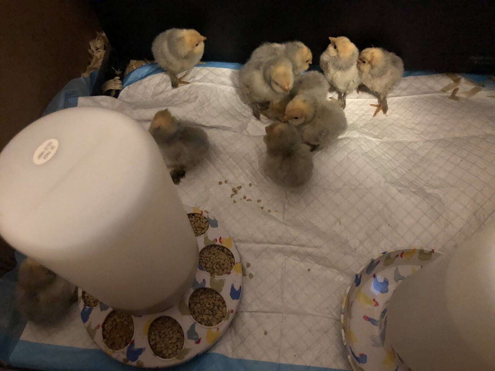 6 + PORCELAIN D’UCCLE BANTAM Fresh Hatching Eggs. Laying Now.