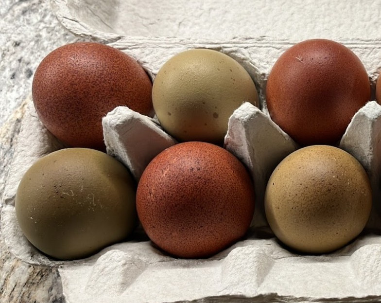 12 + Extras - F1 Olive Egger Hatching Eggs (NPIP# 34-785)