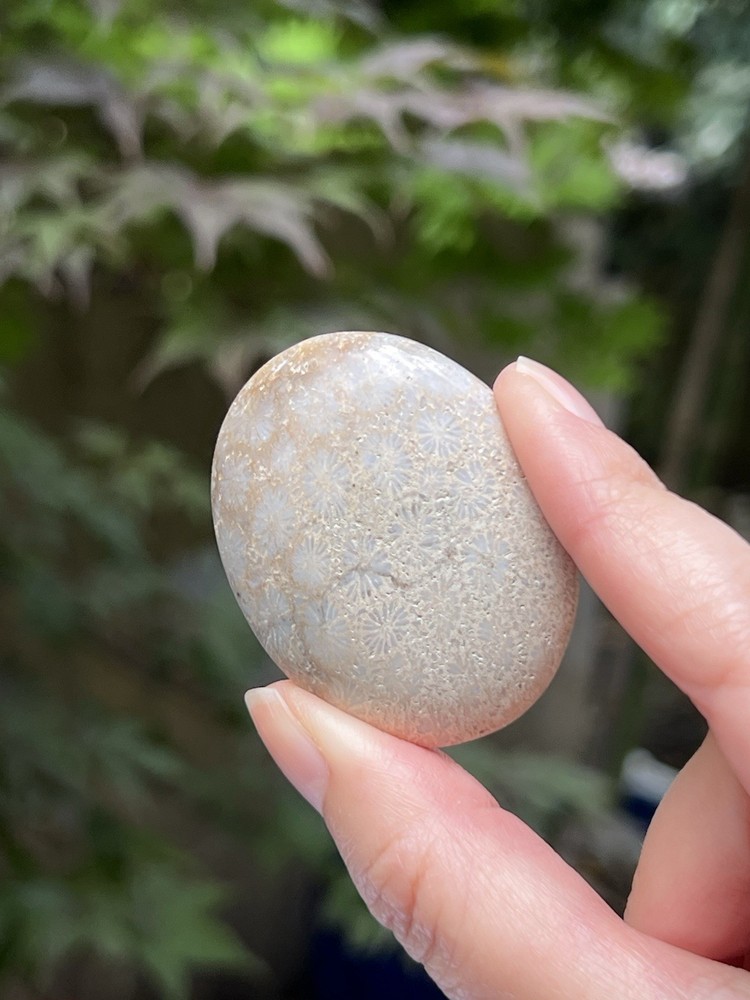 Fossilized Coral Crystal Palmstone AAA+ 33