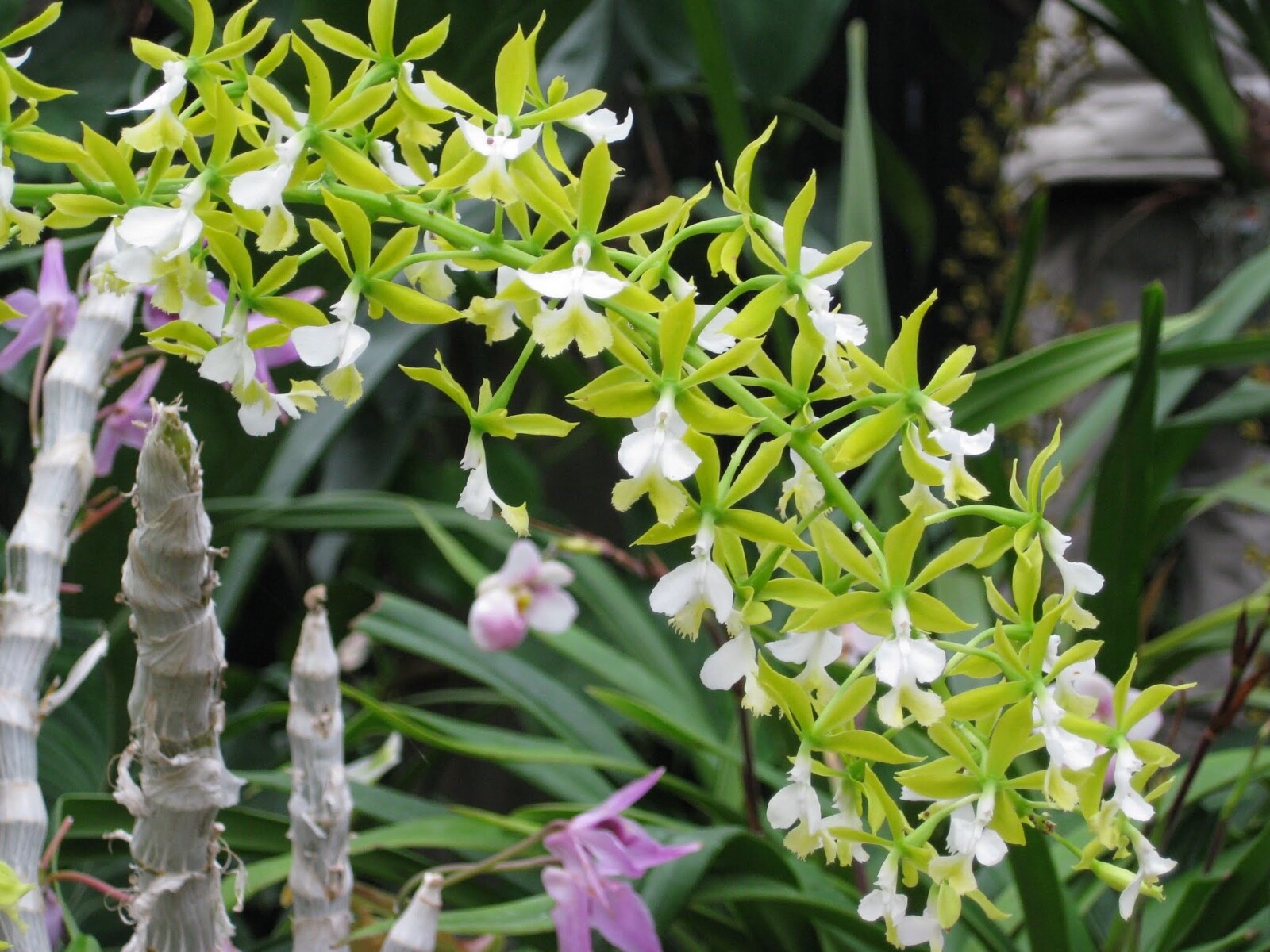 Premium "Gritty" Tree Fern Fiber (New Zealand) - Great for Tropicals