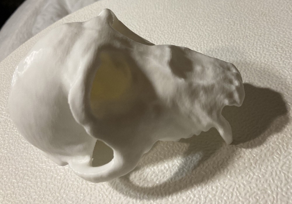 Chimpanzee Skull Replica Uppet 3D Printed