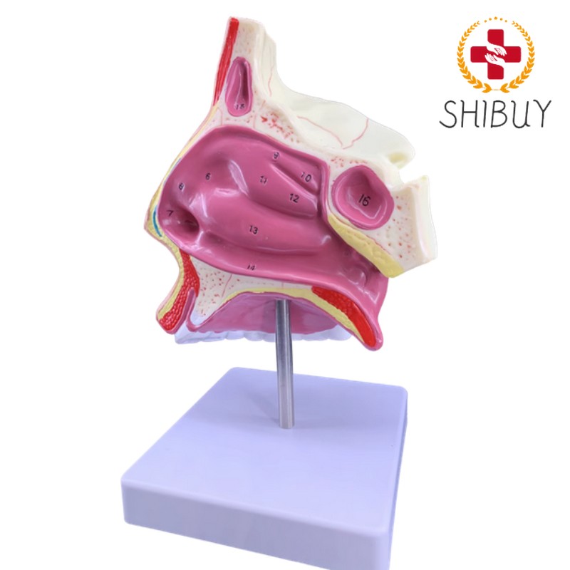 Marked with Human Nasal Cavity Anatomical Model Accessory Frontal Sinus Model