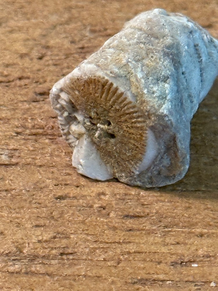 TWO Echinoderm Crinoid Pennsylvanian Interesting Specimens