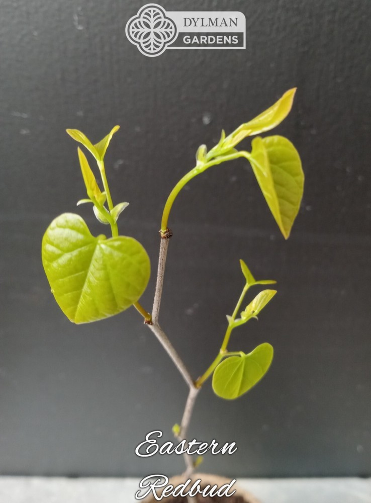 Eastern Redbud Tree (Cercis canadensis) - Pink Spring Blooms - Multiple Sizes