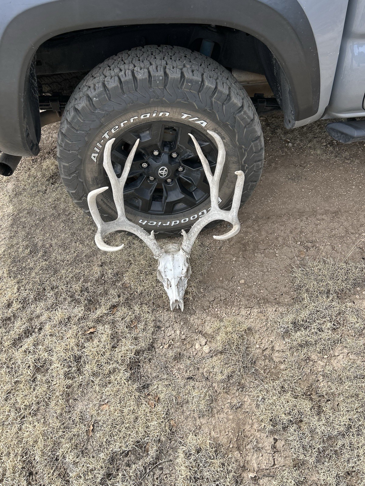 10 Point Mile Deer Dead Grade B Mount