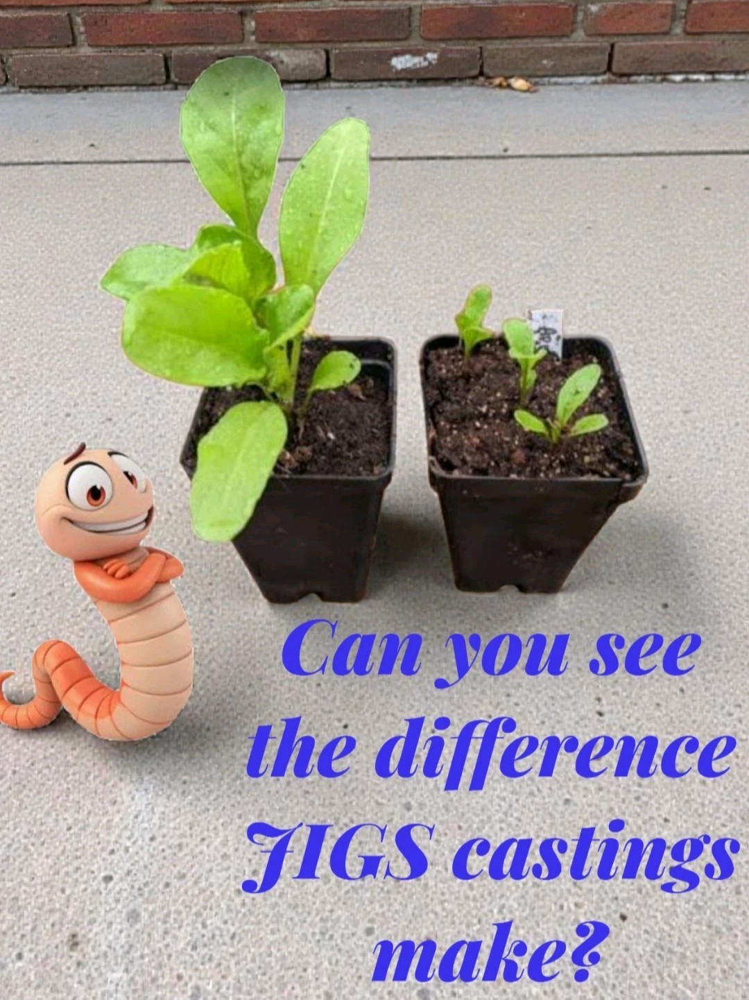 (JIGS) PURE Red Wiggler Worms Cocoon Mix - NO BLUES! Free Shipping