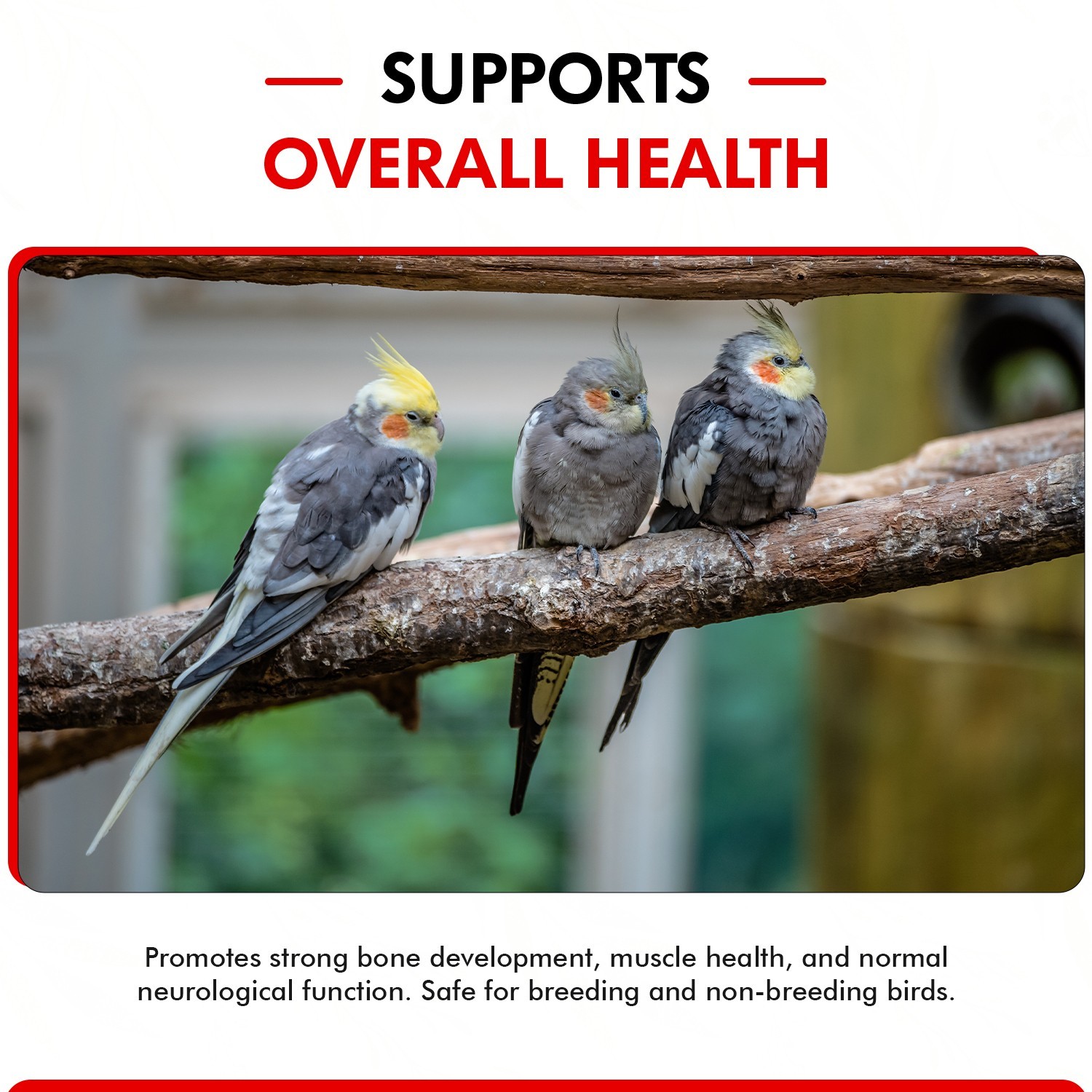 Morning Bird Calcium Plus Liquid Supplement for Birds Plus Vitamins & Minerals