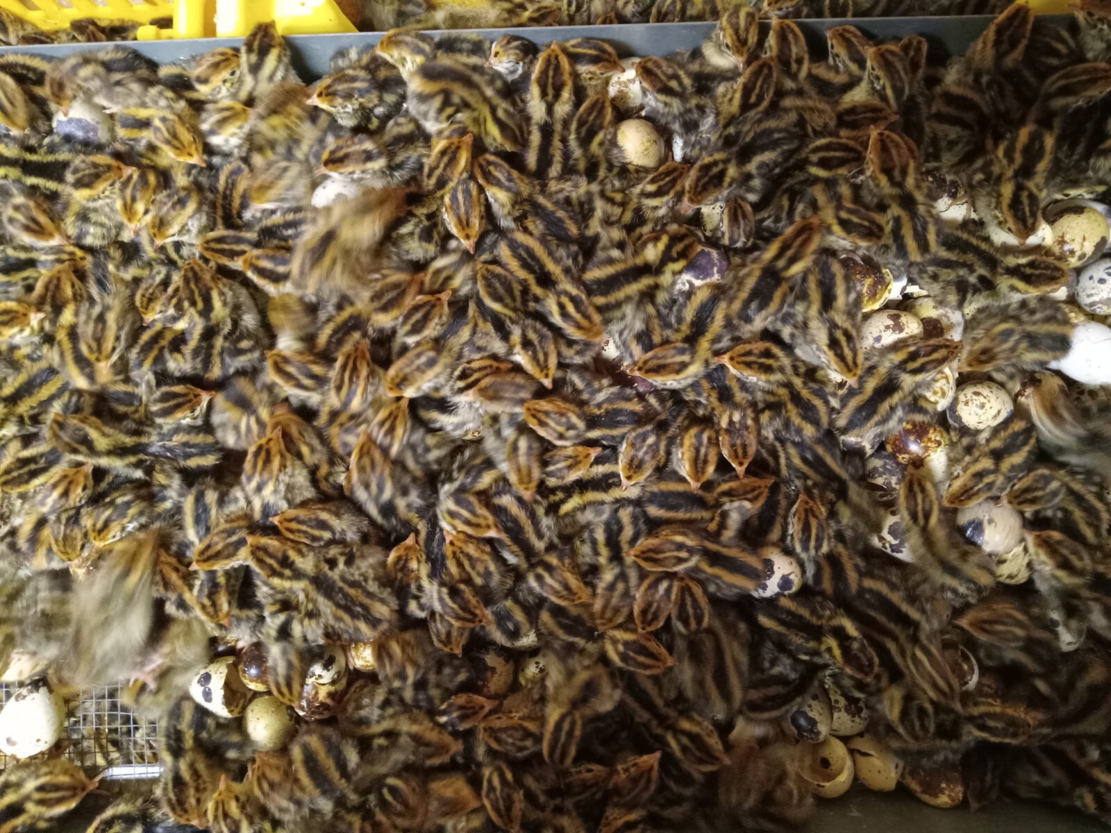 33+ KINGsBROWN XL. JUMBO brown coturnix quail hatching eggs,