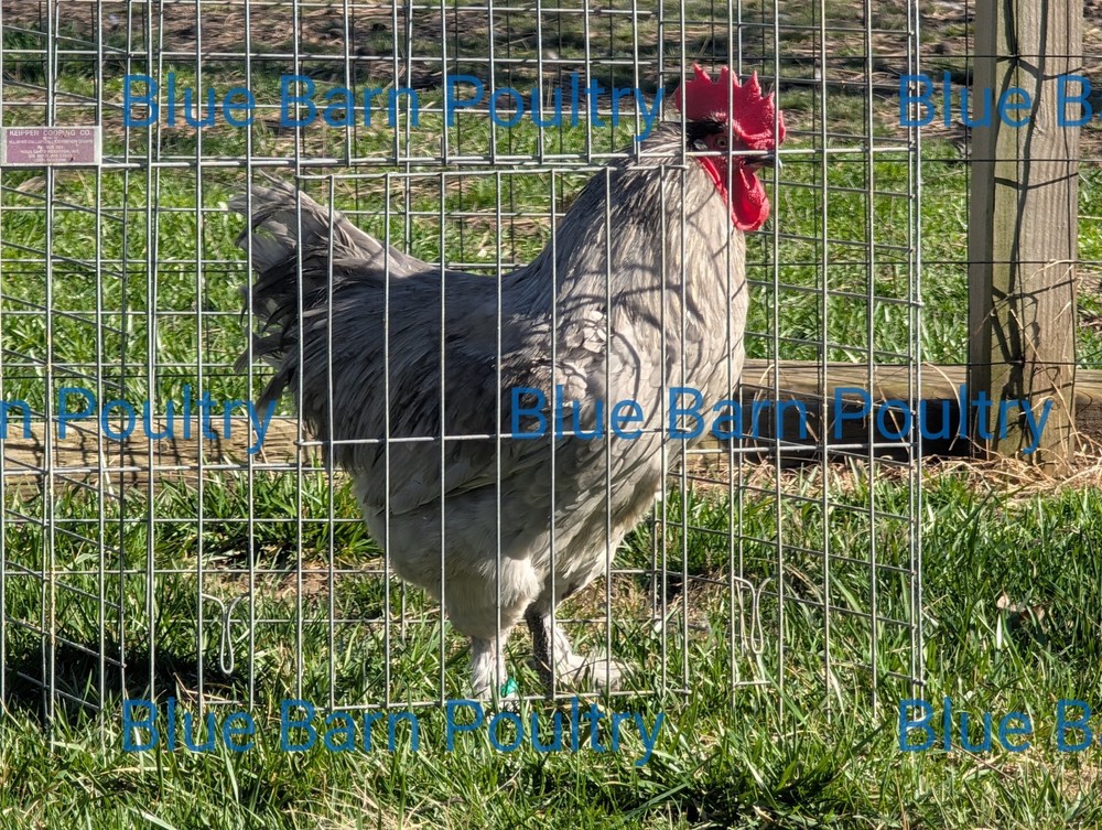 6 Lavender and Split to Solid Black Marans Chicken Hatching Eggs Purebred NPIP