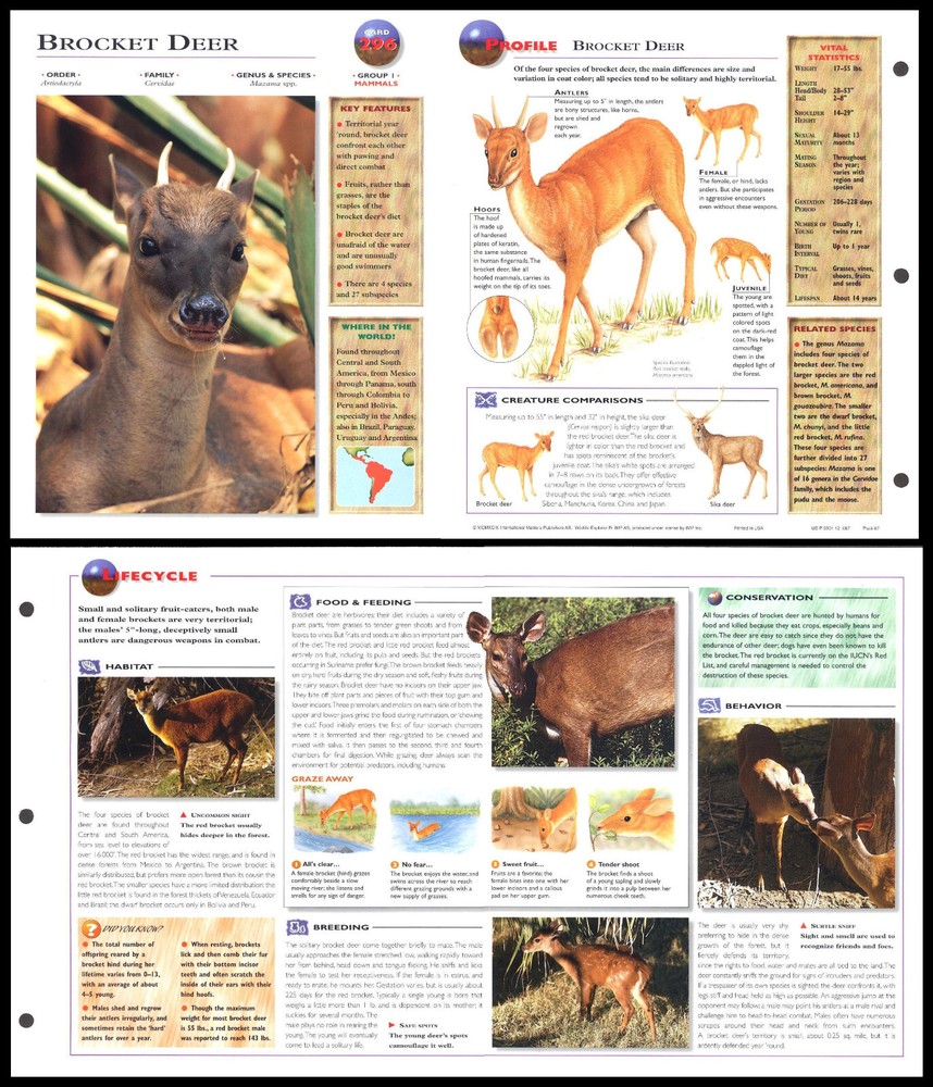 Fold-Out Sheet - Brocket Deer - 296