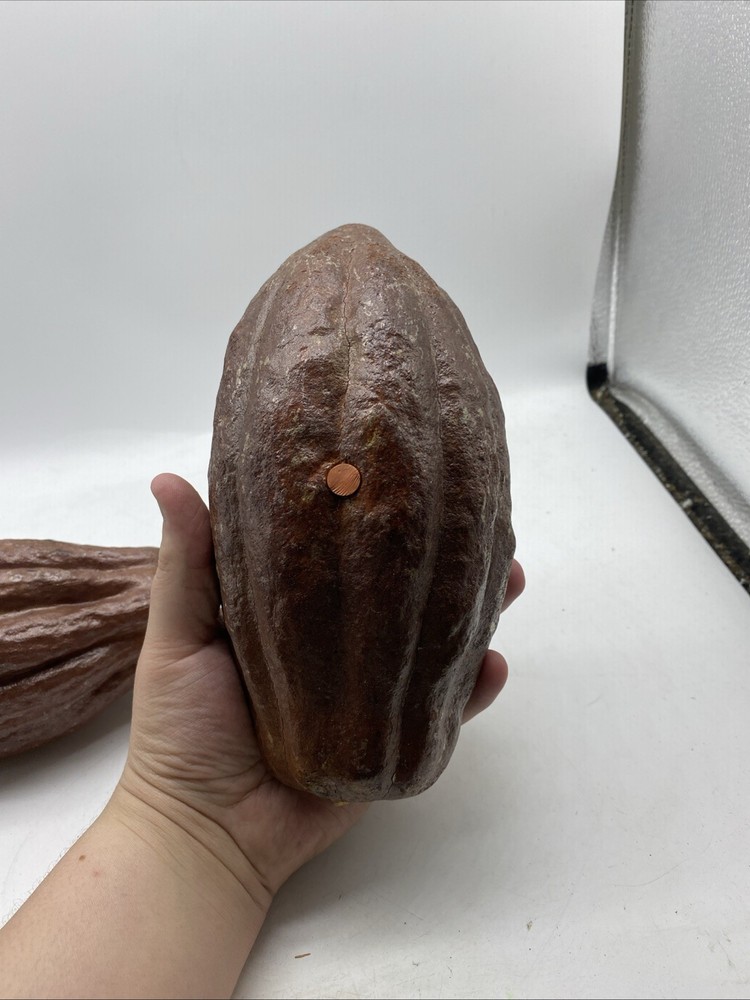 Authentic Cacao Shells From A Senior Hershey Executives Office/Collection 13