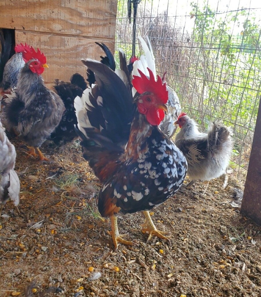 12 Clean Serama Hatching Eggs, Micro, A & B Types / Malay/Trad