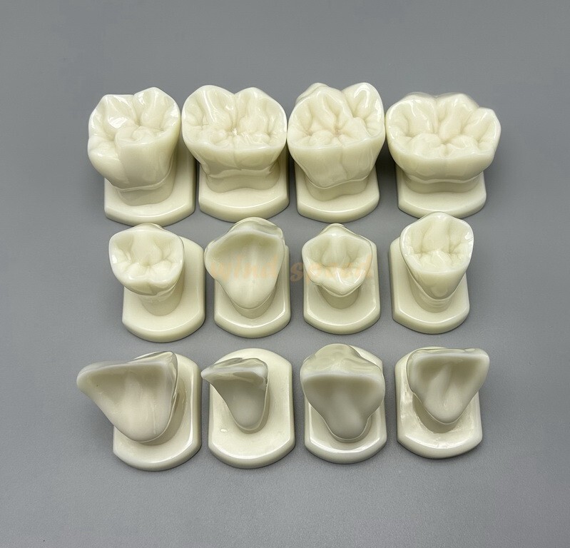 Dental Teeth Form Models OrthodonticTypodont Model For Lab Teaching Tooth Study