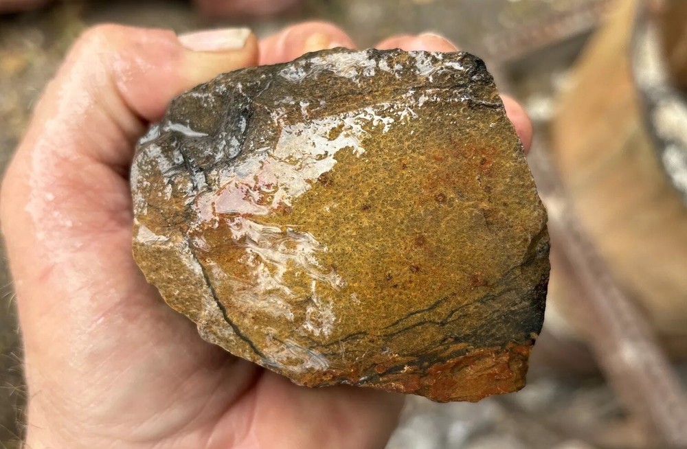 Tempskya petrified Palmwood
