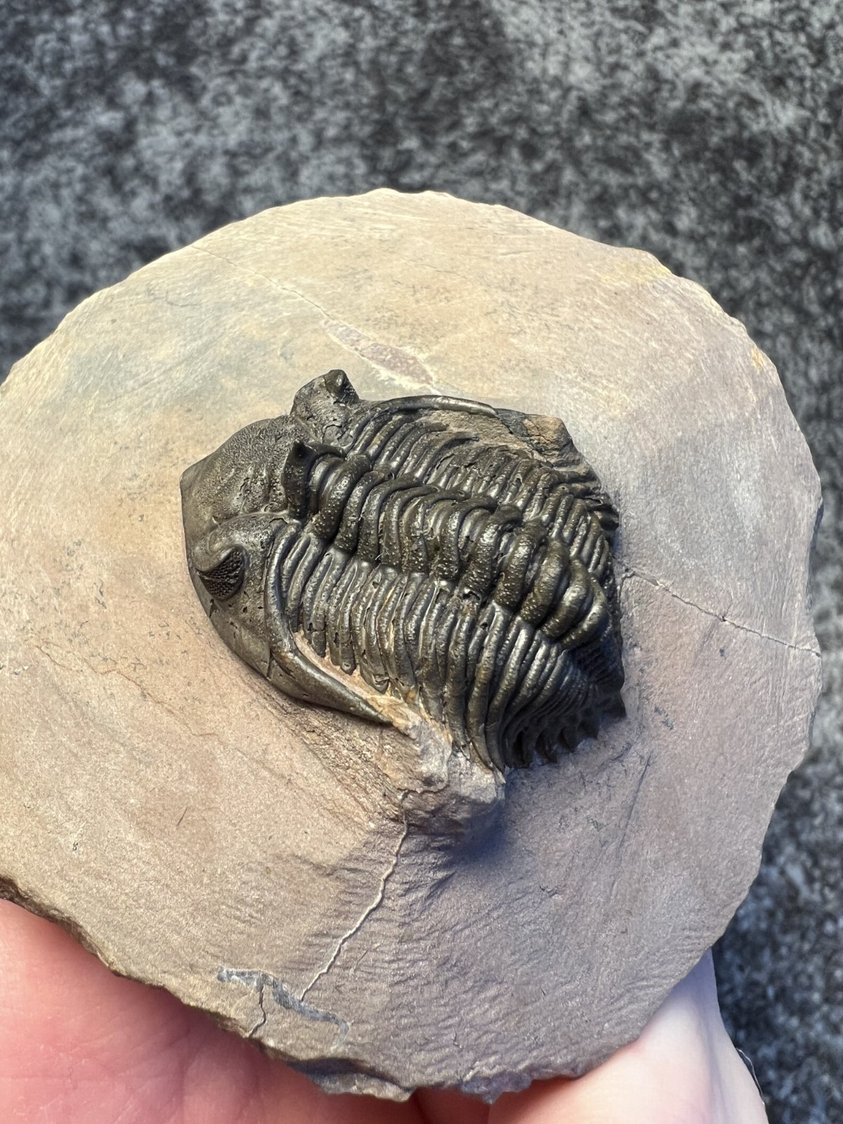 Metacanthina issoumourensis Trilobite Fossil – Collector Specimen