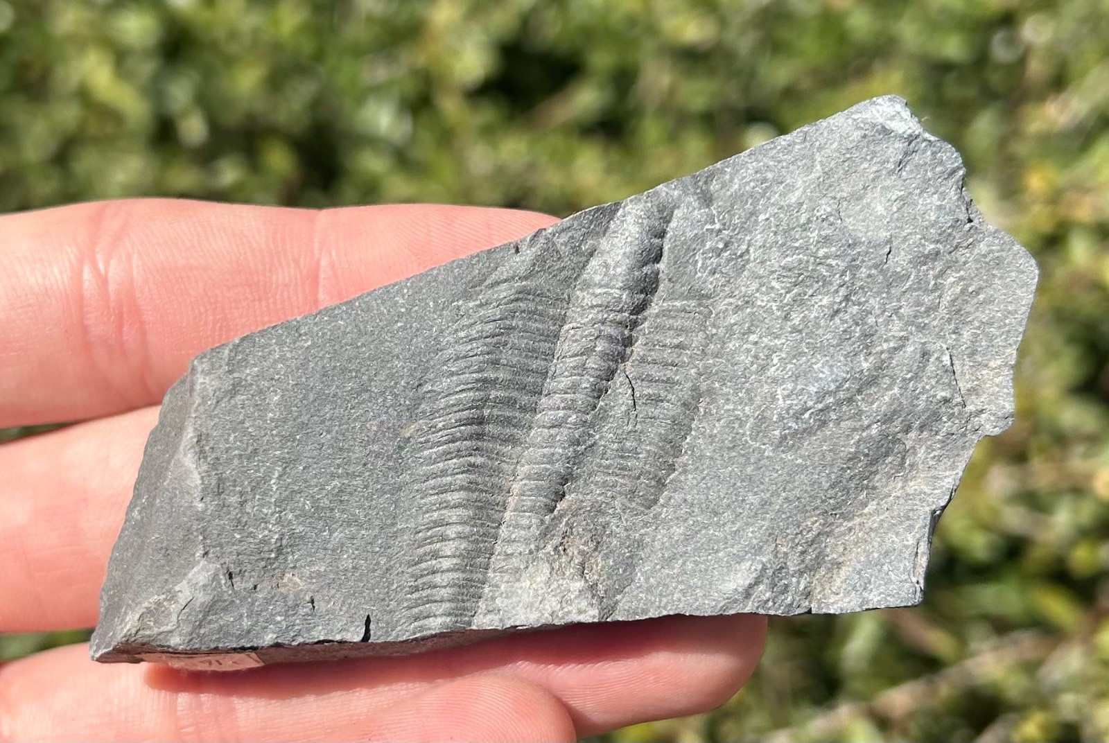 Washington Fossil Trilobite Metaline Formation Cambrian Bug in Matrix