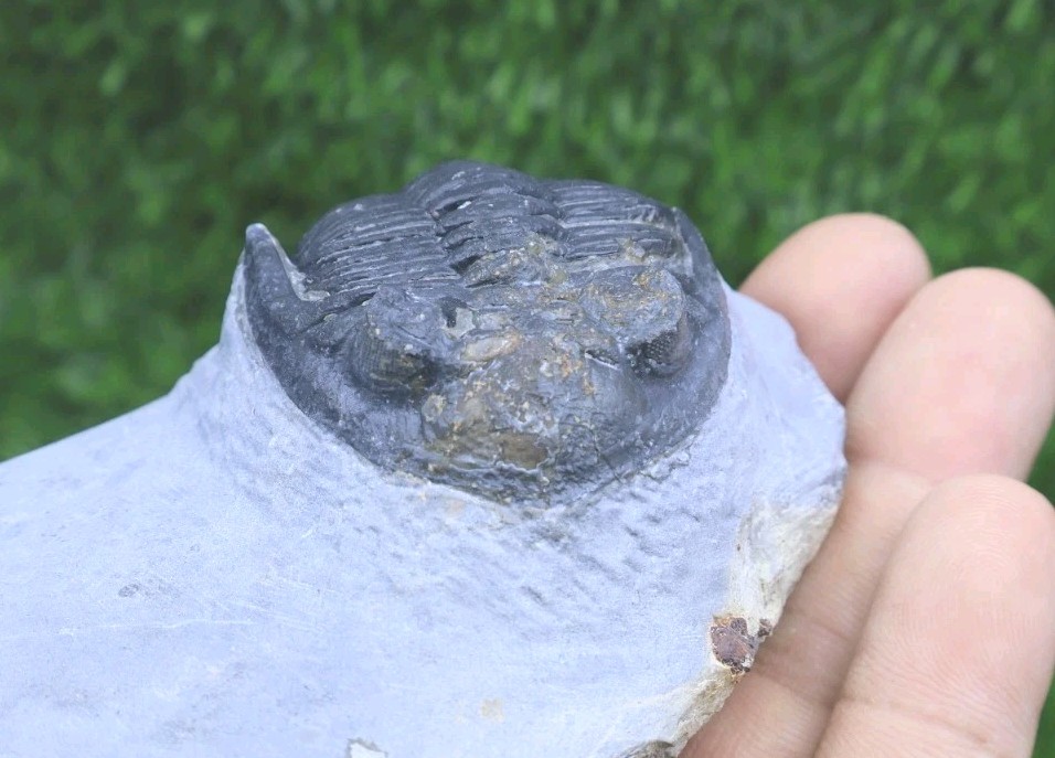 Incomplete Hollardops Trilobite Fossil Devonian - Authentic Detailed trilobite