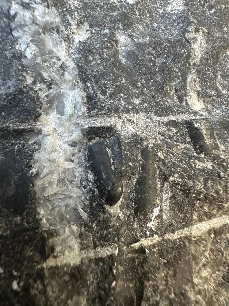 Fossilized Orthoceras Stone Slab - A Glimpse Into Ancient Seas