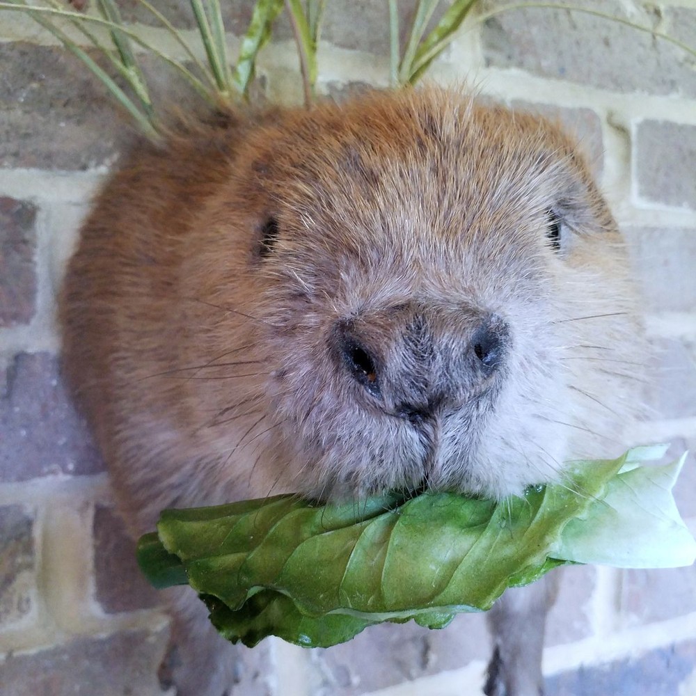Half Beaver Wall-mount with Reed Background - NEW