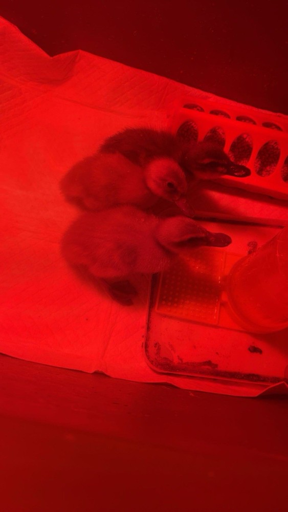12+ Rouen x buff duck hatching eggs!