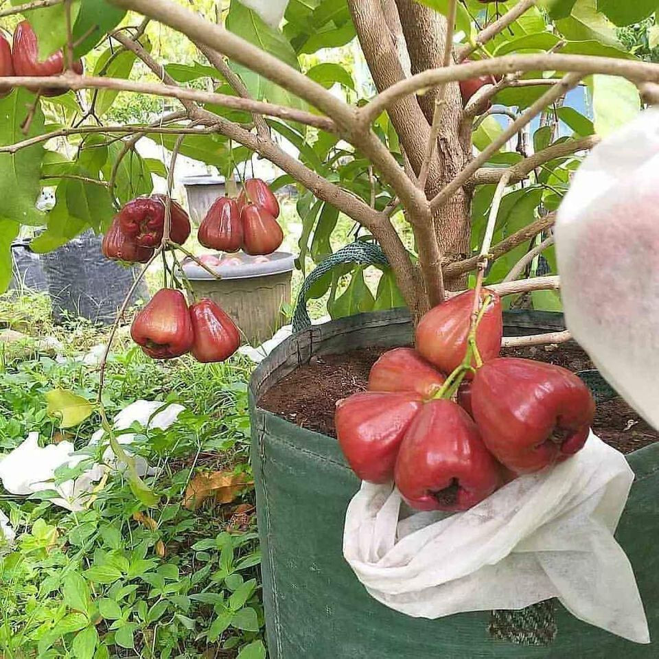 Grafted Dalhari Water Guava