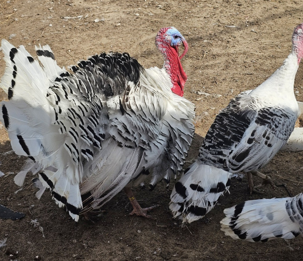 6 Royal Palm Turkey Hatching Eggs