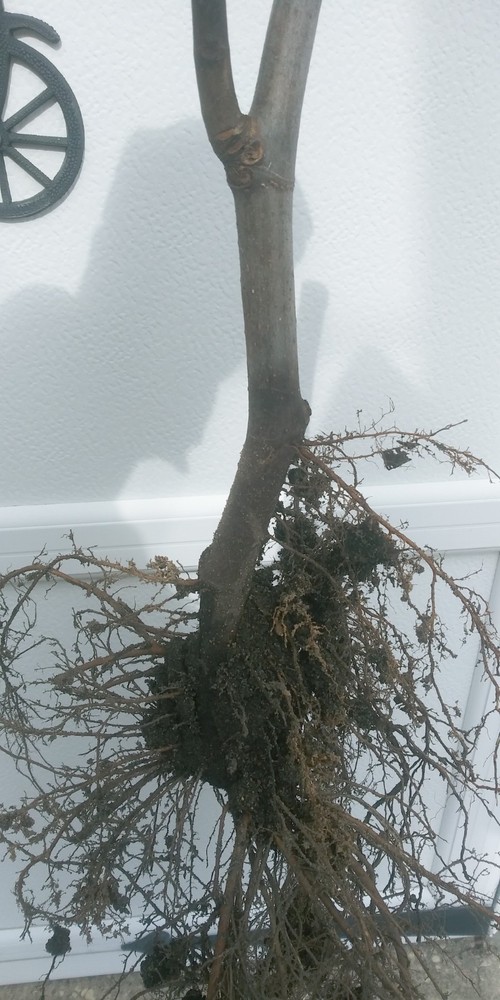 WHITE MADEIRA FIG TREE - 1 Bare root 2 years old