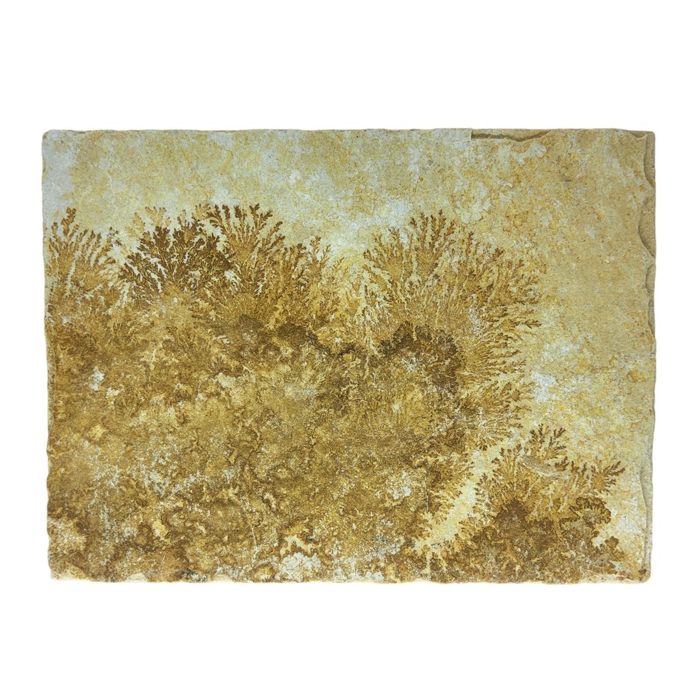Dendritic Limestone, slab, cabbing rough, lapidary, #R-7046