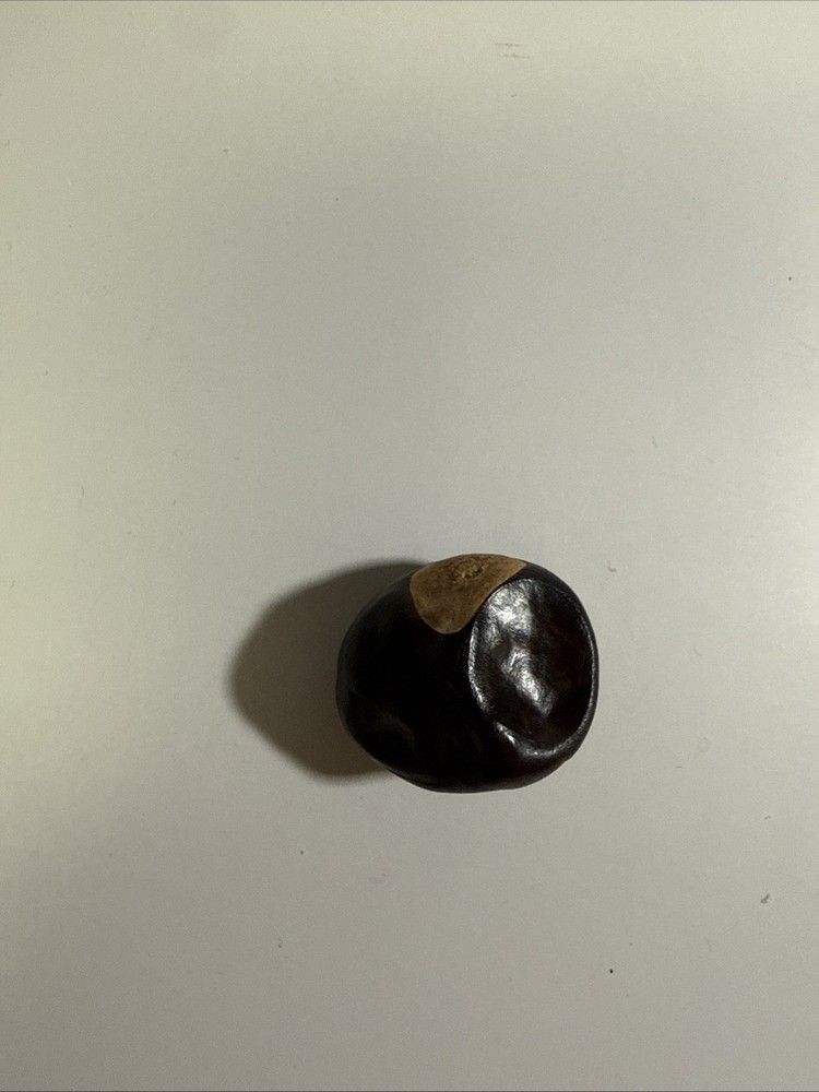 Lucky Buckeye Nut