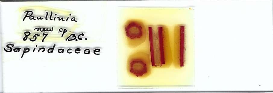 Paullinia new sp. Microscope Slide