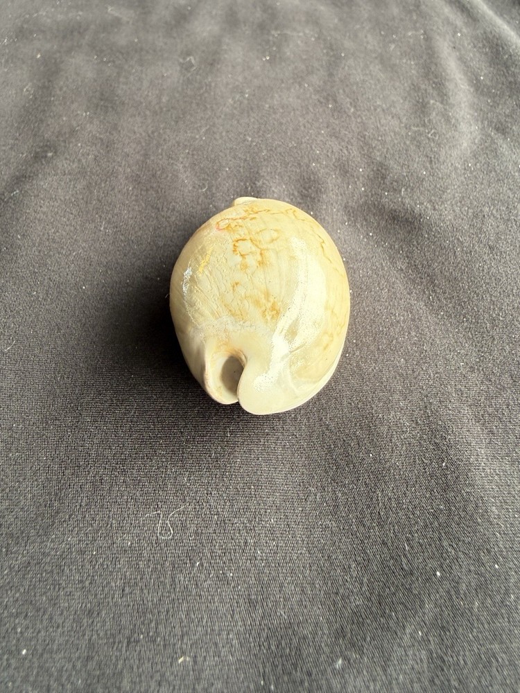 EXTINCT fossilized Cowrie shell from central Florida..Pliocene era.