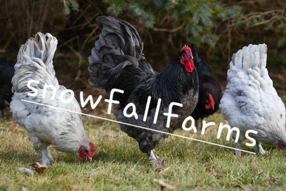 12pk *RARE* BBS Langshan Hatching Eggs