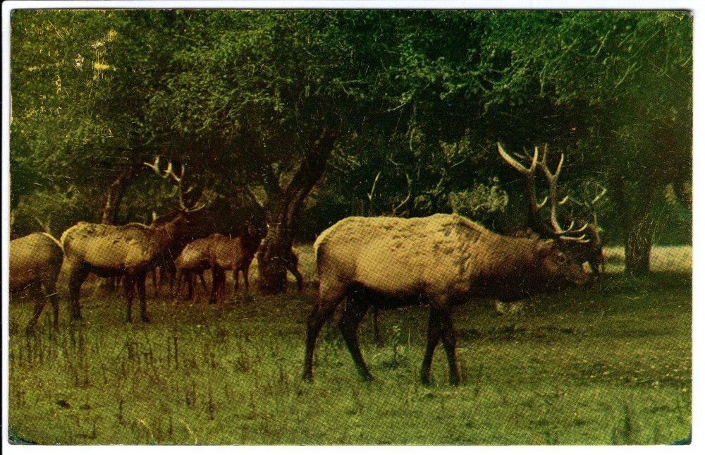WESTERN ELK - PC2696
