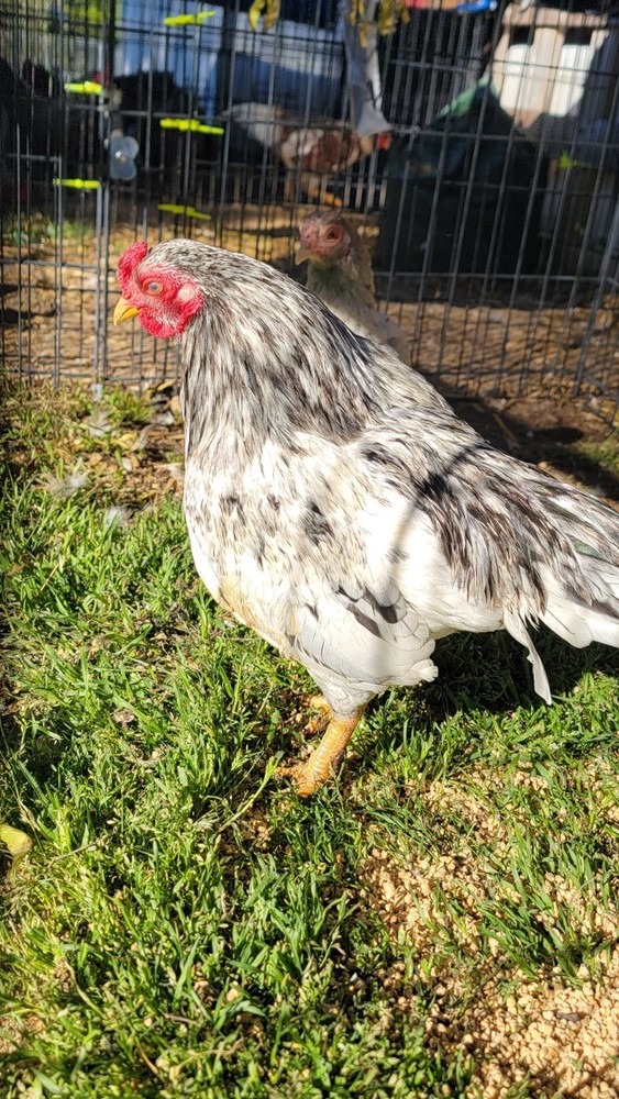 6+ Dark&Light Cornish &Splash Cornish Btm Hatching Eggs