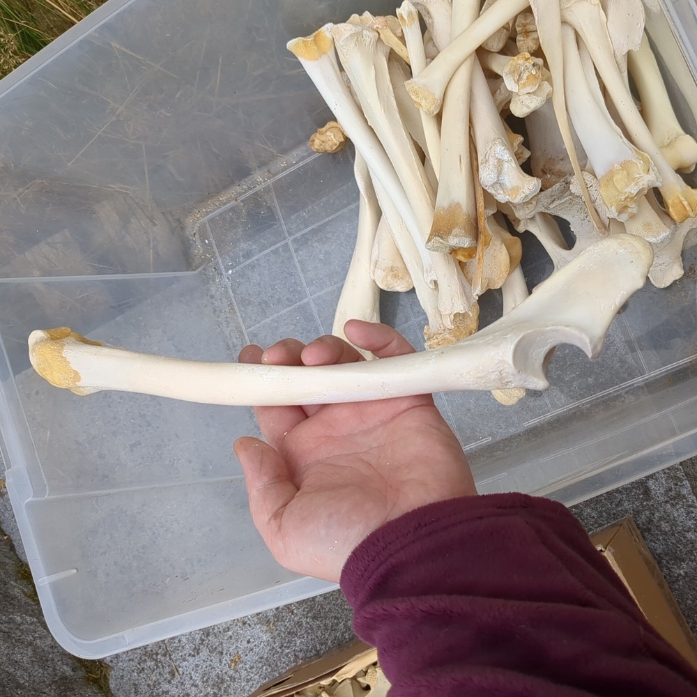 Bone Lot Farm NoBleach NoBoil NEED DEGREASE 30pc NaturallyDeceased MIX long bone