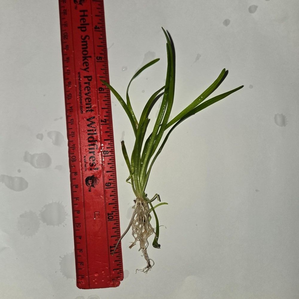 Dwarf Sagittarius (grown submerged)